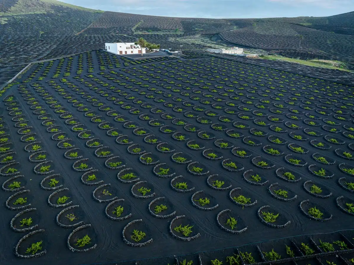 La Geria vineyards on volcanic soil